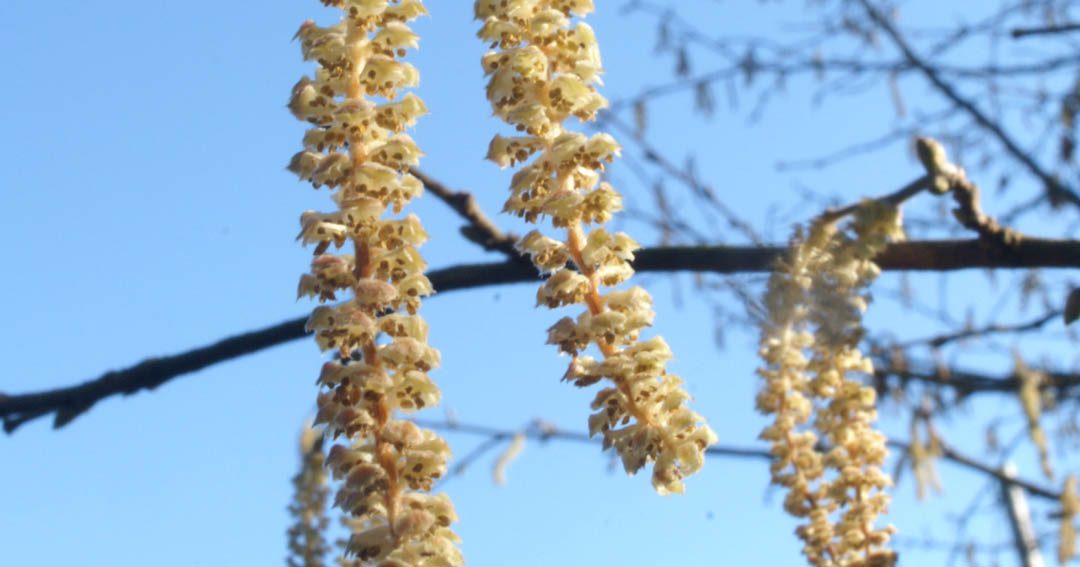 Winter Sun and early catkins