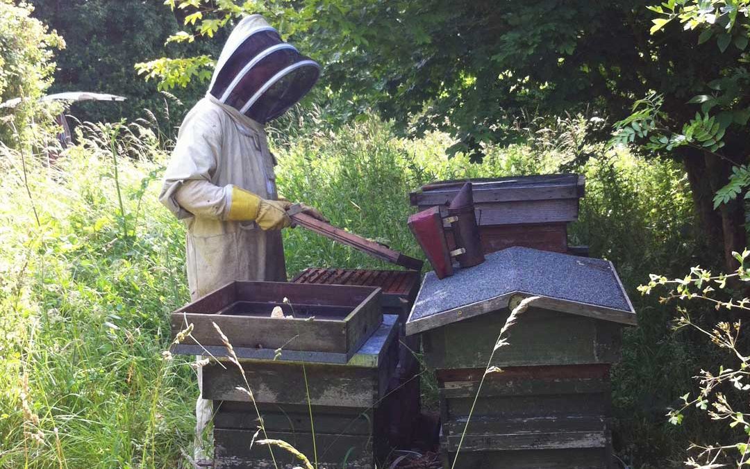 A day in the life of a beekeeper