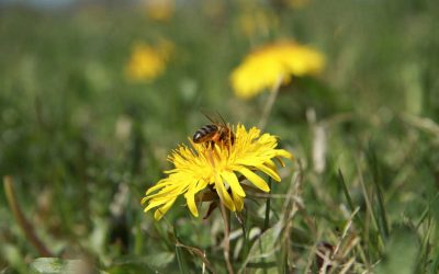 Dandelion love