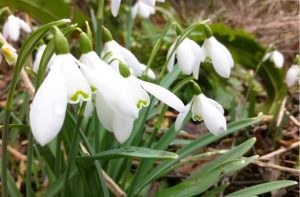 Filberts-of-Dorset--BLOG-The_Waiting_Game_SnowDrop