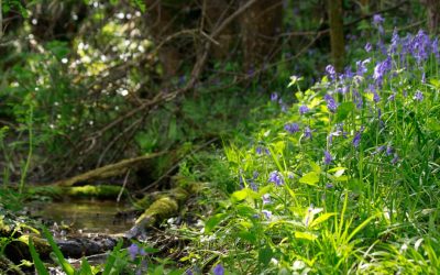 West Dorset in Bloom
