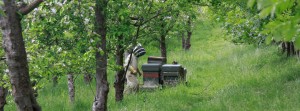 Filberts of Dorset Beekeeping