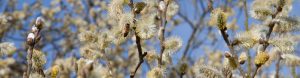 Spring willow at Filberts