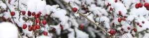 Winter berries in snow