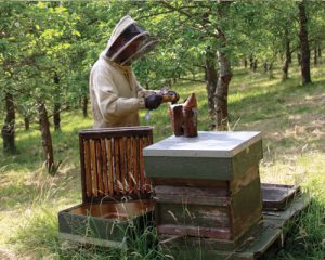 Filberts-of-Dorset-Beekeeping