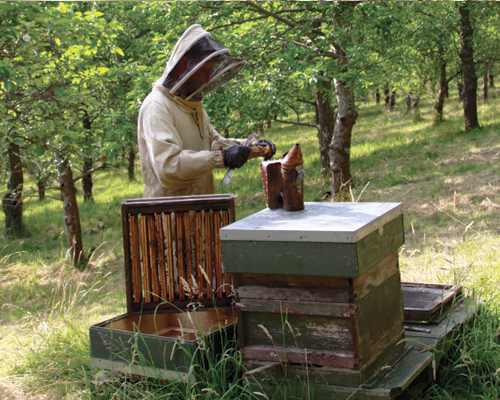 Beekeeping Courses in West Dorset