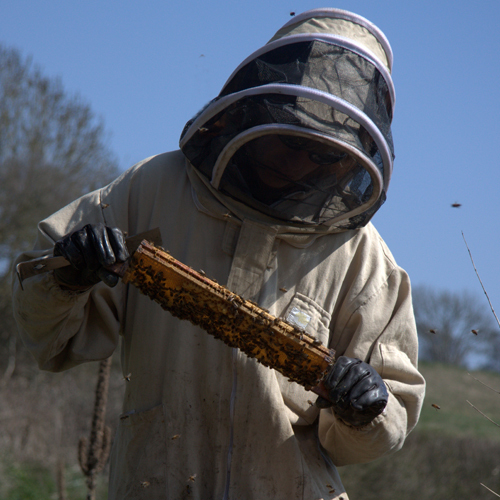 Filberts-of-Dorset-BeekeepingIntro