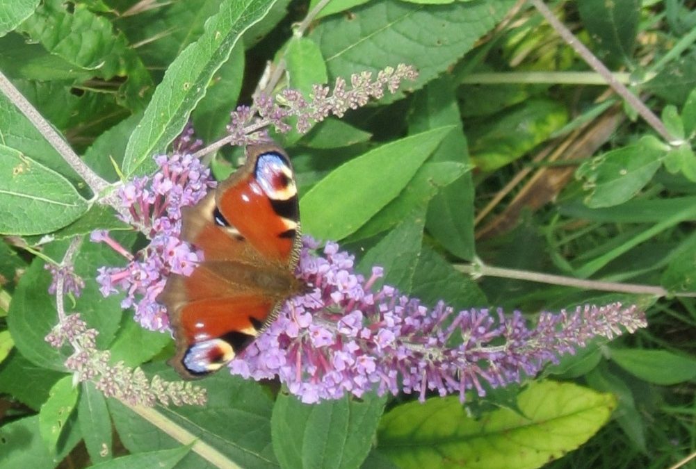 Butterflies in Dorset