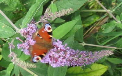 Butterflies in Dorset