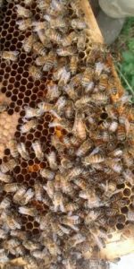 Filberts of Dorset - Gathering Pollen