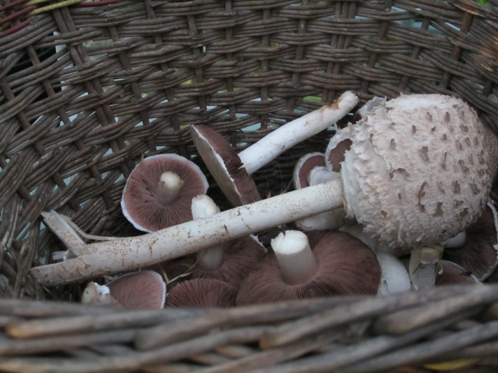 Filberts of Dorset - I should be packing shop orders but- its mushroom time