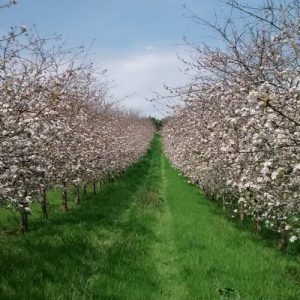 Filberts-of-Dorset-Pollination