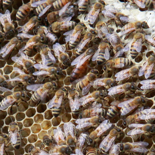 Honeybees, Honey & Courses