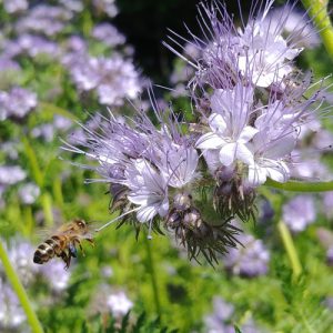 Honeybee on phacelia
