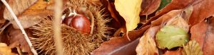 Autumn chestnuts