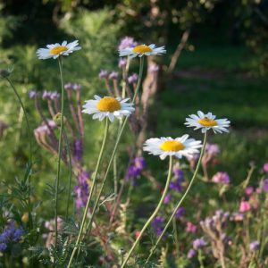 Corn chamomile