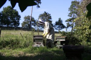 Filberts Spring beekeeping pic