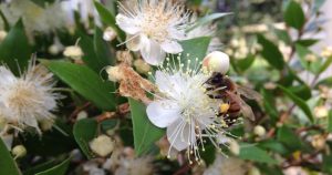 Bees foraging on myrtle flowers
