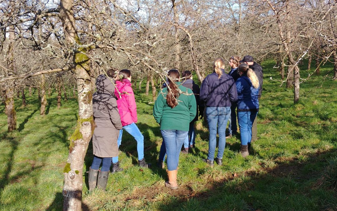 Dorset Beekeeping Courses For beginners