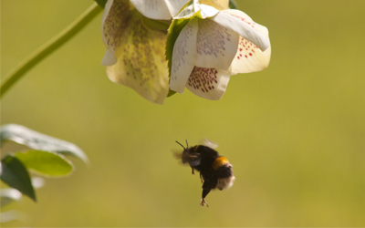 Helping Out Tired Bumblebees