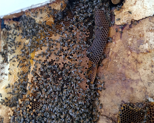 Honeycomb attached within wall cavity