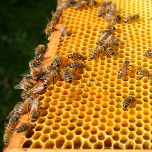 Bees, Courses and Honey