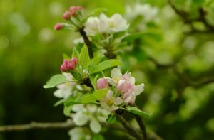 Apple Blossom at Twinways Orchard 2023