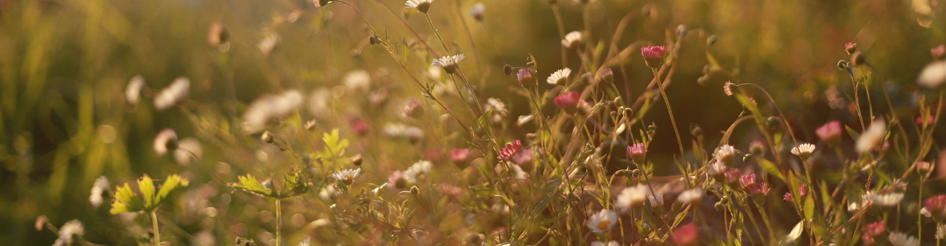 erigeron