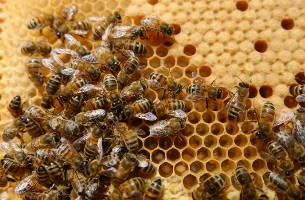 Frame of bees on capped honey