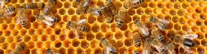 Honey bees on a super frame