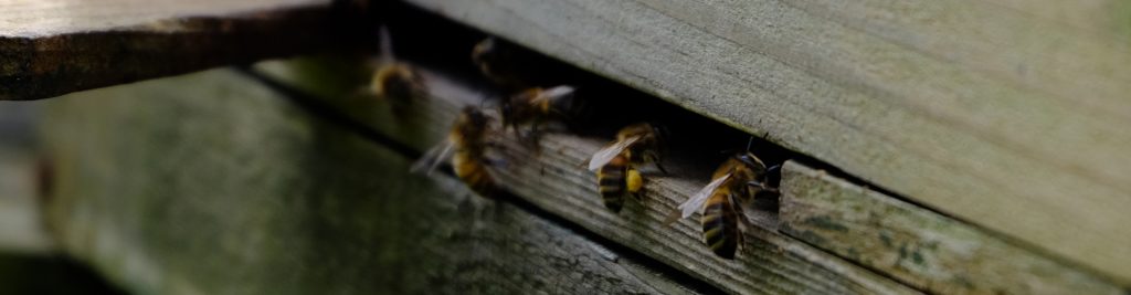 Honey bees returning to their hive with pollen - early Spring