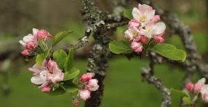 Early Cider Apple Blossom at Twinways Orchard