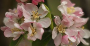 Early cider apple blossom at Twinways Orchard