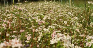 Buckwheat flowering at Twinways