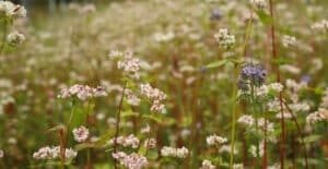 Buckwheat flowering at Twinways